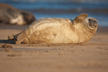 Cucciolo di Foca, Donna Nook, Gran Bretagna