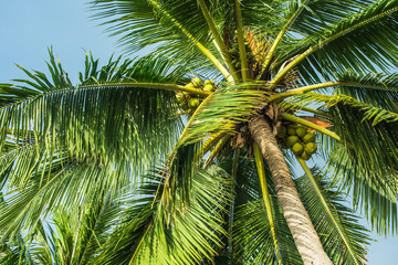top of a coconut tree