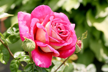 Peony
