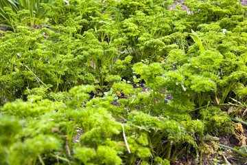 green parsley  