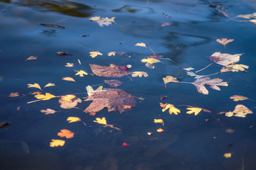 Hojas


Fotando en el agua en mendoza argentina