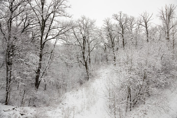 Fototapeta premium trees in the winter 