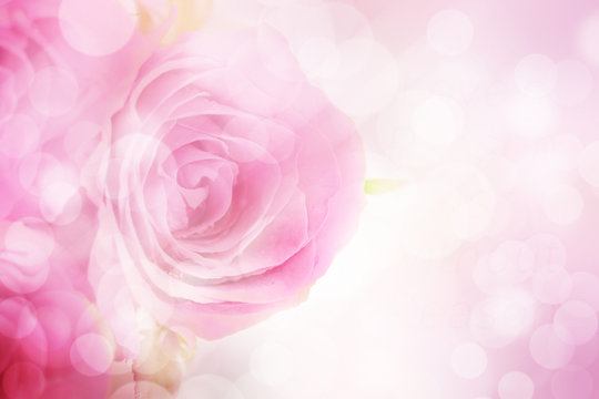 Sweet pink roses with bokeh effect on pink background.