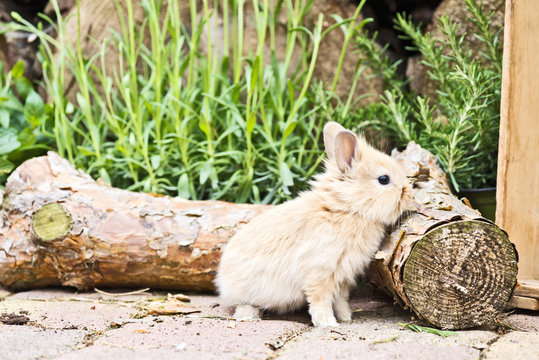Kaninchen im Garten