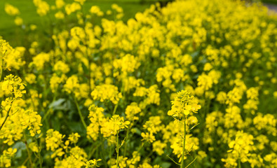 Obraz premium Yellow flowering rapeseed in the verge of a country road