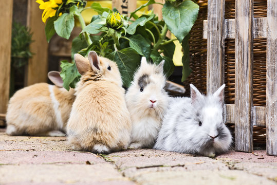 Kaninchen im Garten