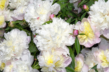 Beautiful bouquet of white peonies   in the garden