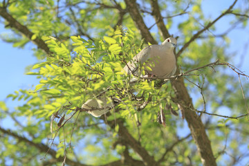 Dove on a tree