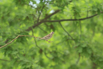 Sparrow on a branch;
