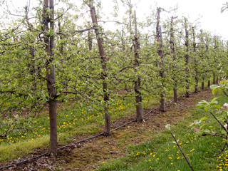 Fruit trees