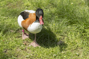 Common shelduck