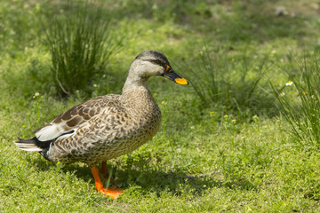 Spot-billed duck