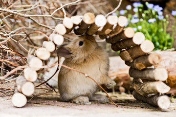 Fototapeta premium Kaninchen im Garten