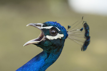 Fototapeta premium Peacock screams