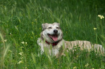 Mischlingshund Phoebe im Gras
