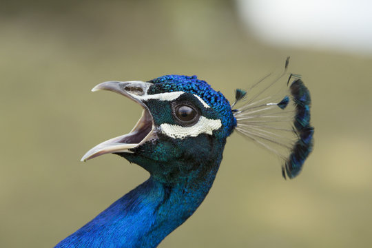 Fototapeta Peacock screams