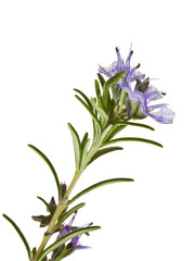Blooming rosemary branch closeup isolated