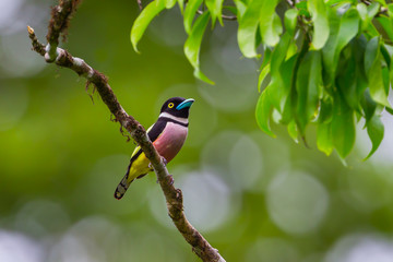 Front side of Black-and-yellow Broadbill 