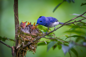 Male Black-naped monarch (Hypothymis azurea)