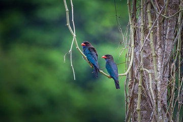 Couple of Dollar roller (Eurystomus orientalis)