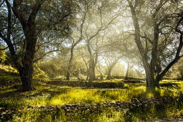 Foto op Plexiglas Olijfboom Olijfveld met oude olijfboom