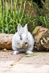 Kaninchen im Garten