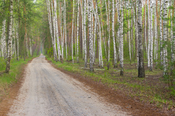 Splendid tree attacked by parasitic plant European mistletoe