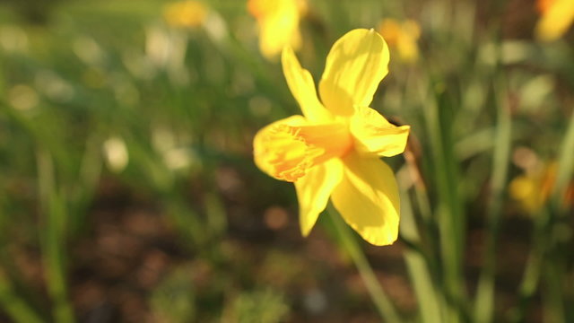 Beautiful narcissus close up