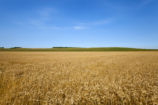 agricultural field  