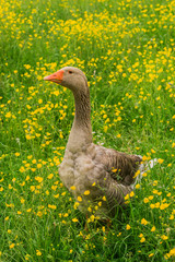 Glückliche Pommerngans auf Frühlingswiese