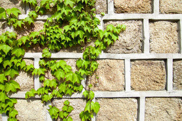 Green ivy climbing a stone wall