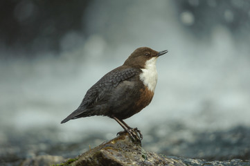 White-throated Dipper