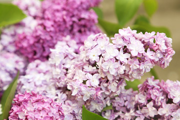 Beautiful lilac outdoors, close up