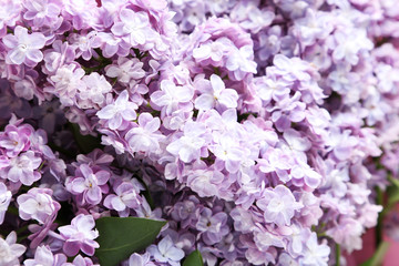 Beautiful lilac close up
