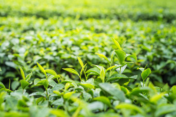 tea plantation close up background after the rain