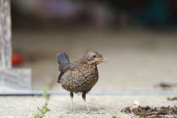 Amsel Jungvogel