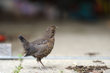 Amsel Jungvogel