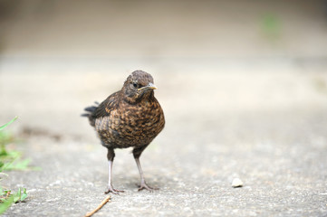 Amsel Jungvogel