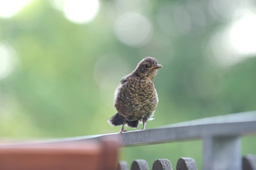 Amsel Jungvogel