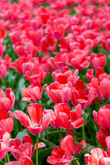 bright colorful flowers tulips for background, posters, cards
