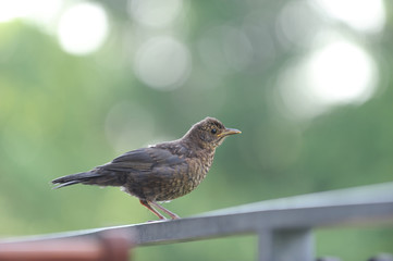 Amsel Jungvogel