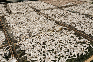 Natural Drying of salted fish - Salted fish under the sun