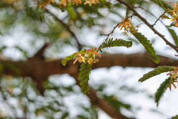  flowers of tamarind