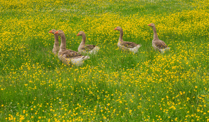 Fünf glückliche Gänse bewachen ihre Frühlingswiese
