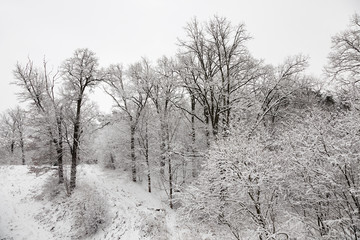 trees in the winter  