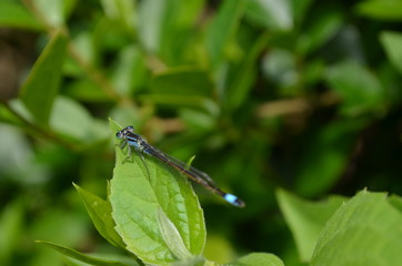 Große Pechlibelle