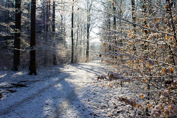 Winter im Wald