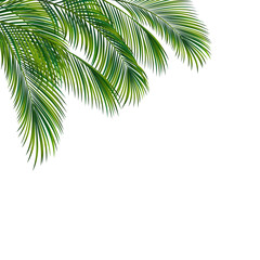 Naklejka premium Drzewko palmowe ulistnienie odizolowywający na białym tle