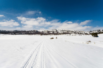 Fototapeta na wymiar Winter landscape with fur-trees and fresh snow.