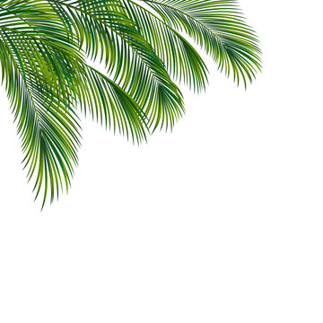 Palm tree foliage isolated on white background